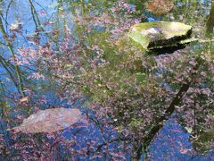 ヨーテボリの花だより