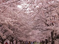 何度見に行っても圧巻のさくら並木　★白石川堤　一目千本桜★