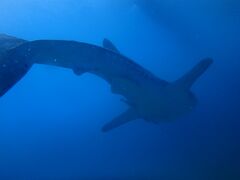 イワシ大群＆ジンベイザメだ！