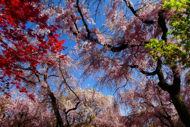 そろそろ桜も終わりなのですが、今年は開花が遅れていることもあってまだ間に合うのではと原谷苑へ3度目の花見に行きました。<br />しだれ桜は散り始めですが、八重桜は満開ですし、御衣黄も蕾もありまだ数日は楽しめると思いますが、こちらはたくさんの花や植木がありますので、桜以外も楽しめますよー。<br /><br />