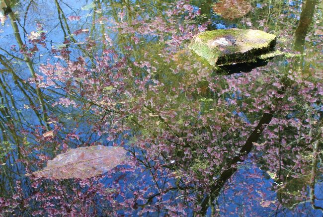 週末もやっぱり桜が気になって、<br />Järntorget<br />↓<br />Seminarieparken<br />↓<br />植物園で桜狩り。<br /><br />植物園では４月３０日にHANAMIイベントが開催、<br />見頃は来週以降。<br />