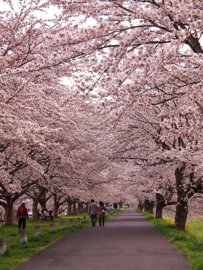 ４月１３日に仙台でソメイヨシノの満開が宣言された。<br /><br />一目千本桜は、仙台に来てから毎年訪れるお気に入りの桜スポット。一目千本桜の開花状況は、１３日の時点では５分咲きほどで・・・１４日には７分咲きとなったが、その日にとても気温が上がり、午後には満開になったようだ。<br /><br />今年は、満開がちょうど週末にあたり、いい感じ。<br /><br />お天気が良さそうな１６日には、どうしても外せない用事があったので、１５日の土曜日・・・風が強く、青空もない・・・どんよりした怪しげなお天気だったが・・・お花見を強行することに・・・。