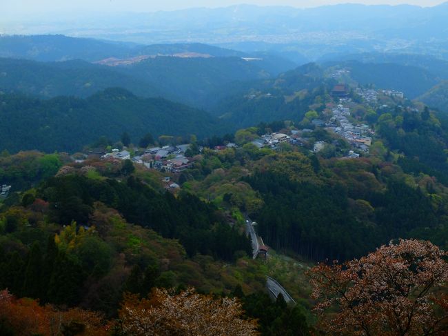 吉野、一面が桜色に染まる里。<br />一度は行ってみたかった桜の季節に。<br />今年の大阪は、桜の開花があっという間に終わってしまい、おっちゃんたちが公園に花見に行こうと気付く頃には、既に葉桜になっていた感があります。<br />しかし「吉野の桜はまだあるはず」と4月下旬に吉野の里へ。