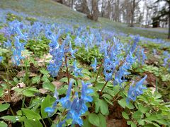 青紫色の花の絨毯を見に。～北海道芦別市旭ヶ丘公園～