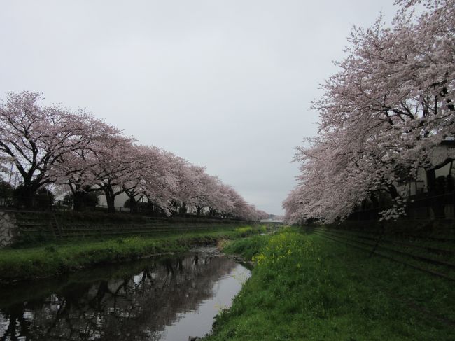 2017年4月8日：桜満開の野川大沢橋から細田橋まで散策　＆　調布農産物直売所