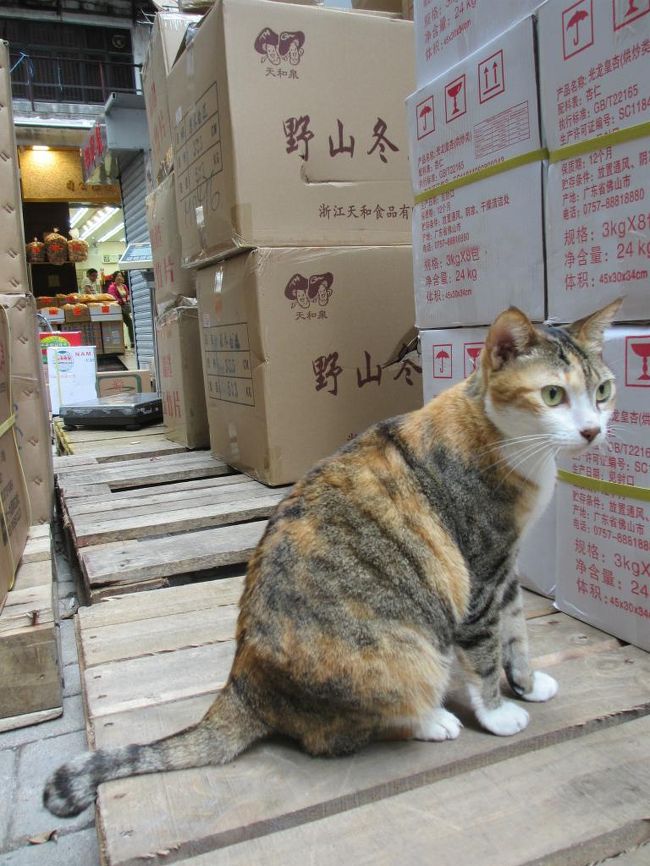 前回香港マカオ旅行をして、楽しかったからまた来たい！と思いながらはや７年！！<br />月日がたつのは早すぎる！！！<br />と年末から本格的に計画を立てはじめようやく実行！<br /><br />マカオでは世界遺産や街並みを楽しみ、たまに猫探し<br />香港では猫探しながら街並みを楽しみ、たまに犬。<br /><br /><br />朝散歩ののち再び西環散歩→中環よりエアポートエクスプレスで香港国際空港へ<br /><br />１５：１５香港→２０：３５羽田　ＪＡＬ０２６