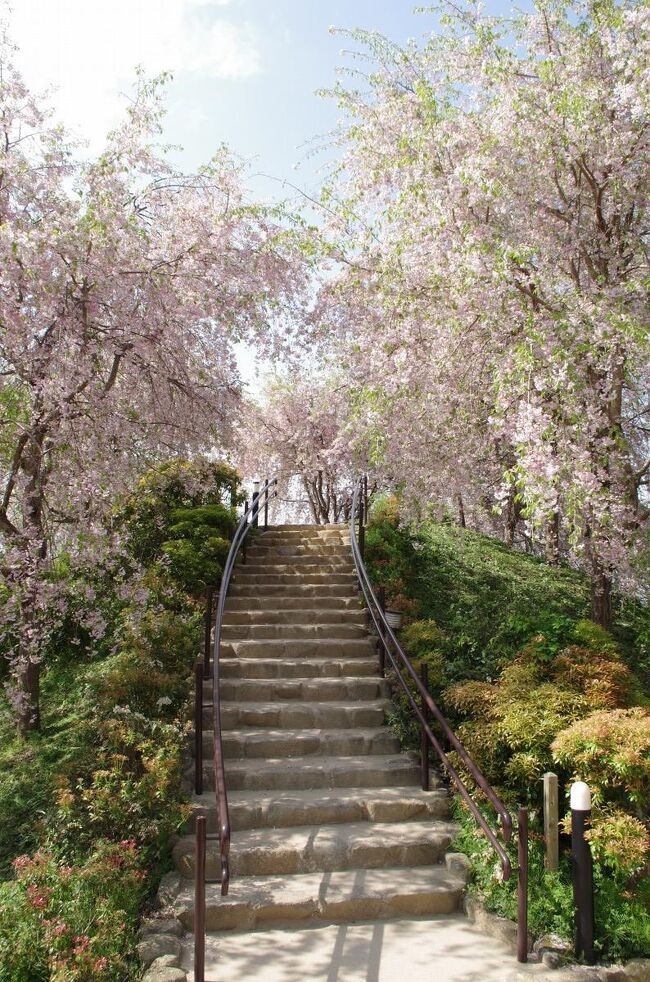 朝、6時前に家を出て、桜井駅には７：５３到着。<br />いつもとは違う光加減の写真が撮れた。<br /><br />平等寺のニャンコは二匹とも健在で(^-^）こんな時期なのに、少しだけ八朔も入手。さらにおばちゃんの熱意で朝堀タケノコまで買った（こちらは一袋３００円。重いけど流石に美味しかった！）<br />いつも会うワンコも健在！<br /><br />巻向あたりで帰ることが多かったが、今回は頑張って柳本まで歩いた。クロの成仏を願って。<br />