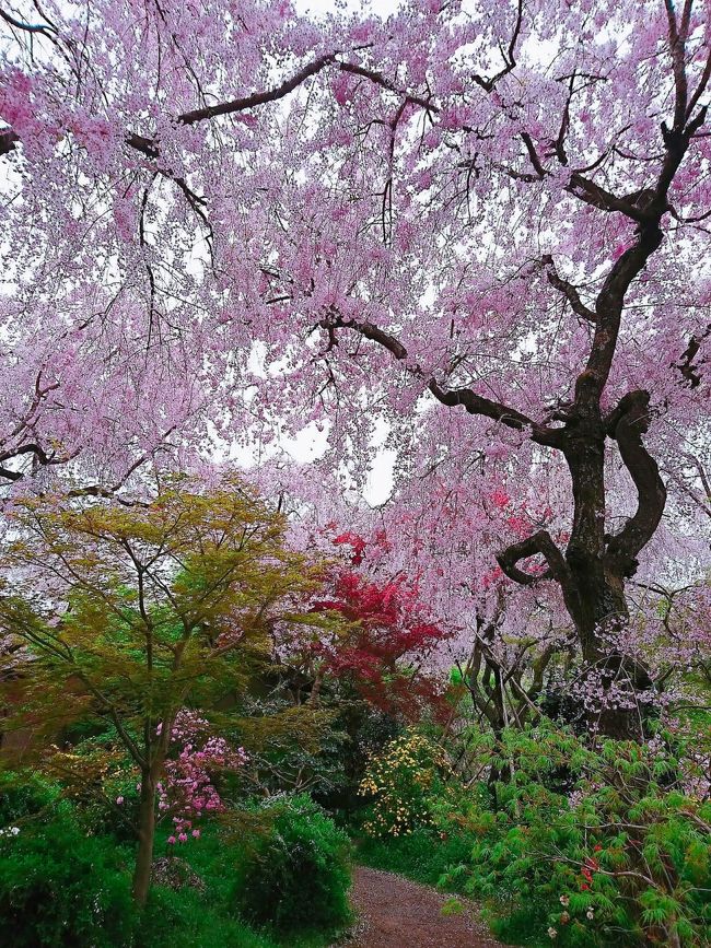 京都国立博物館の海北友松展にあわせて、奈良と飛鳥も巡ってきました。今年は桜の開花が遅かったためか、思いがけず今年最後のお花見も！
