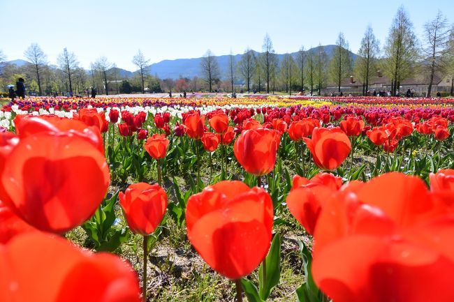 季節の花を追い求め(笑)今回はチューリップを見に<br />『ブルーメの丘』に行ってきました(*^_^*)<br /><br />ランチは園内で食べるつもりが、<br />相方が近江牛食べに行く?!って(^-^)<br />来る道中に近江牛って看板を見逃さなかった私は(笑)<br />近くにあったよ!!!と\(~o~)/<br />しっかり名前まで覚えていたので、<br />ネットで検索するとイイ感じのお店やん、って事で<br />ランチはお肉に決定☆<br /><br />そんな事で、チューリップとグルメを楽しんだ<br />日帰りTripとなりました~(^^♪