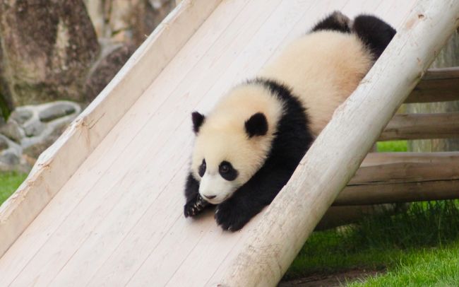 国内にパンダがたくさんいる動物園があると知ってから早数年。<br /><br />いつか行きたいと思いつつも、なかなかアクセスが限定されていて、行くことが出来なかったアドベンチャーワールド。<br /><br />昨年子供が生まれたと聞き、ここしかない!と、パークデビューを待つも、すっかり忘れていて、気が付けばかなり大きくなっていて焦る。<br /><br />このままでは、普通のパンダになってしまう!<br />と、しばらく予定埋まっている休日の合間に強引にGOしてきました。<br /><br />結果、大満足。<br /><br />子パンダ見るチャンスなんてなかなかないので、行くなら今です!<br /><br />