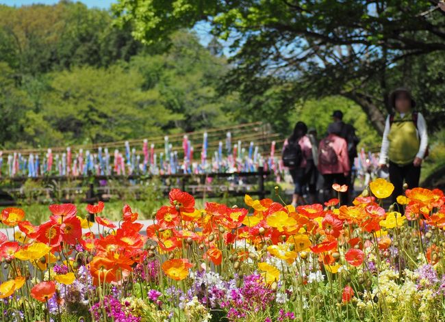 ※5月24日のカキツバタ園の様子追記しました。<br /><br /><br />現在横浜ではガーデンネックレス横浜2017(第33回全国都市緑化<br />よこはまフェア)が開催されている。全国各地で開かれてきた花と<br />緑の祭典が初めて横浜にやってきたのだ。<br />メイン会場となるのは日本大通りや山下公園などベイエリアを彩る<br />『みなとガーデン』とよこはま動物園ズーラシアに隣接された<br />『里山ガーデン』の２つエリアで構成されている。<br /><br />準備は昨年の早い時期から街のあちこちで行われており段々と<br />華やいでいく様子にワクワクしながら成長を眺めていた。72日間の<br />会期も30日目となりすっかり根付いた花々がいま最盛期を迎えている。<br /><br />横浜の観光地を巡りながらのみなとガーデンだけでも十分楽しめるので<br />あっちはいいや～…と、なりがちな里山ガーデンとはどんなものか。<br />自称神奈川・横浜を勝手に応援する会のワタクシが今日も勝手に<br />プロモしま～す♪<br /><br />《ガーデンネックレス関連旅行記》<br /><br />■里山ガーデン編<br />http://4travel.jp/travelogue/11235044<br />■日本大通り編<br />http://4travel.jp/travelogue/11237871<br />■港の見える丘公園編<br />http://4travel.jp/travelogue/11243173<br />■山下公園編<br />http://4travel.jp/travelogue/11243563<br /><br /><br />■第33回全国都市緑化よこはまフェア　公式ＨＰ<br />http://yokohama-fair2017.city.yokohama.lg.jp/<br /><br />開催期間　平成29年３月25日（土）～６月４日（日）<br /><br />