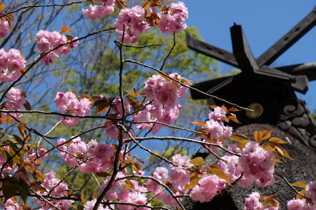 折角の春の日曜日　予定が急に変わって　閑になりました　さて　何処へ？<br /><br />先日開通した　東北道久喜ＩＣから常磐道の矢田部までの高速道走ってみたい<br /><br />だったら　久しぶりに大洗でも　行って見るかと　車を走らせました。<br /><br />大洗磯前神社<br />http://oarai-isosakijinja.or.jp/<br />大洗マリンタワー<br />http://www.oarai-mt.jp/