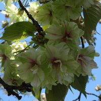 島根　三刀屋河川敷き公園緑の桜御衣黄（ぎょいこう）