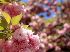 新宿御苑、花のバトンは八重桜とツツジへ・・・