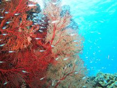 2015年9月　石垣島　前回見られなかったマンタは見られるか？