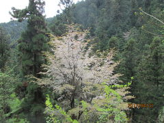 南高尾１６キロの山桜。