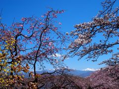 光前寺・高遠城址公園の桜2017