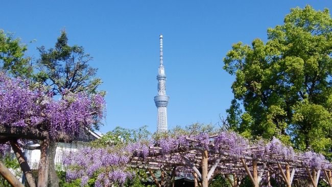 ４月後半から５月上旬にかけて藤まつりが行われているので、藤見学に行ってきました。