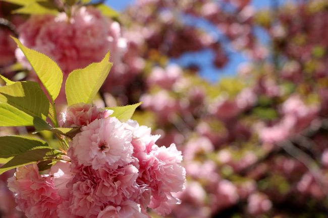 花のバトンがソメイヨシノから八重桜とツツジに引き継がれた新宿御苑に行ってきました（4/23）・・・<br />新緑に彩られた苑内には、多くの家族連れや恋人たち、諸外国からのＹＯＵ達などがそれぞれの公園を楽しんでいました・・・<br /><br /><br />