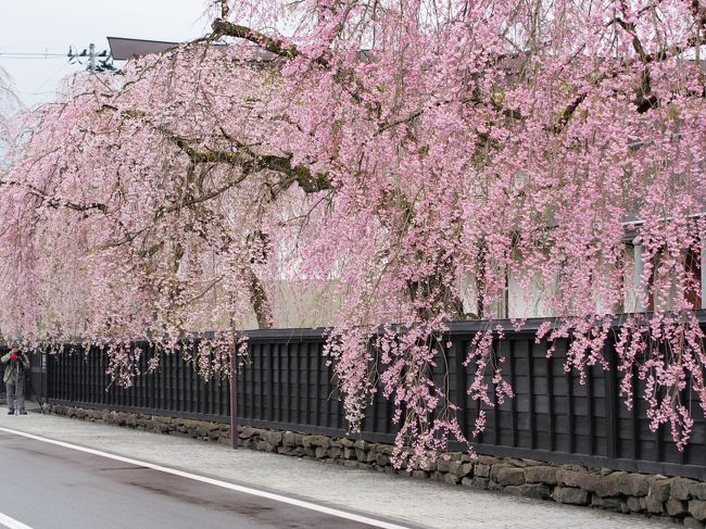 秋田の温泉巡りと角館の桜を見て来ました