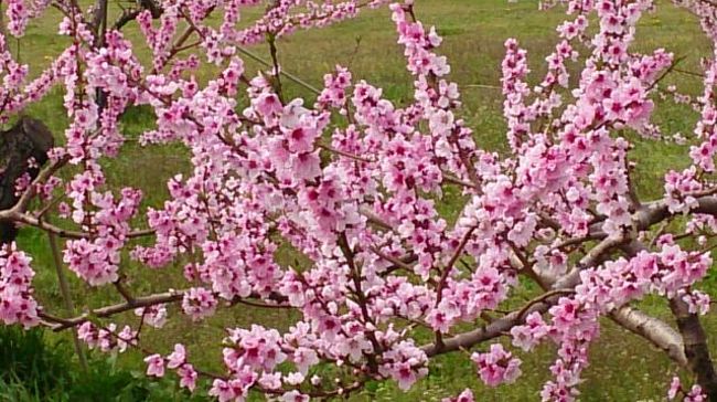 フルーツ王国の福島には<br />果樹園を挟んで<br />フルーツラインと称される道路があり<br />今は、桃の花が真っ盛りです<br />林檎の花も少し花を付け始めていました<br />梨の花が咲くとまた綺麗な光景になります<br /><br />吾妻スカイラインは例年4/8日に開通しますが<br />今年は積雪が多く4/14日に開通となりましたが<br />4/19日は積雪があって、１日通行止めになったほどで<br />この日も、高い所で４ｍの雪の回廊を通って<br />温泉に入って来ました。
