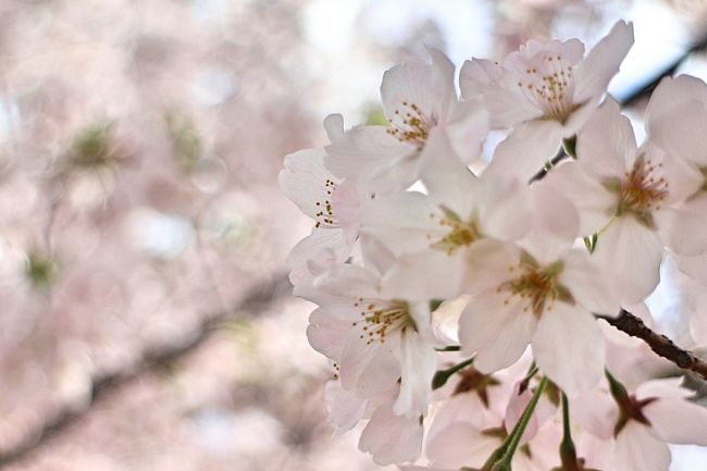 桜吹雪舞う中、杉並区の和田堀公園付近をさんぽしてきました。