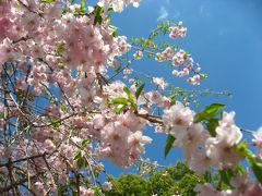 ’１７　市川 真間川沿いの桜＆市川グルメ