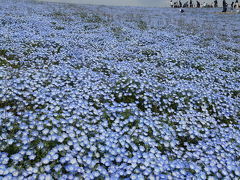 念願のネモフィラの花畑と筑波山