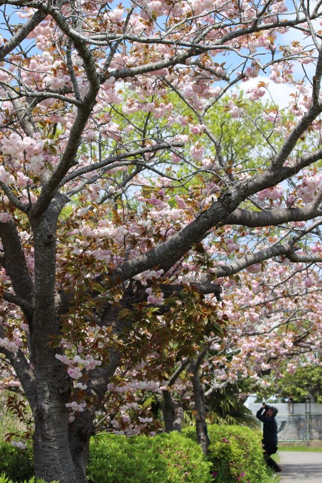 ポカポカ陽気に誘われて～久しぶりの手賀沼です。<br />遊歩道の八重の桜を楽しみに、アレ枝が切られてる。<br />手賀大橋あたりの八重桜が好きでしたのに・・残念でした。<br /><br />鳥・蝶なども写真に撮りました。<br />モズのヒナがいるそうですがみれませんでした。<br />私のカメラじゃ、とれそうもないし　です。<br /><br /><br />
