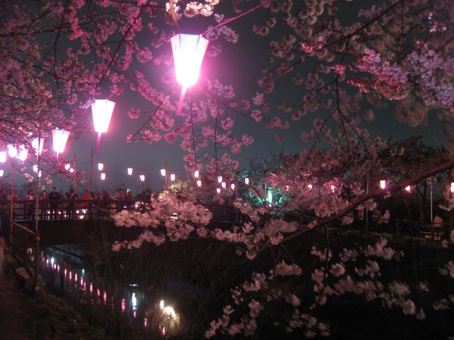 ’１７　船橋 海老川の夜桜＆船橋グルメ