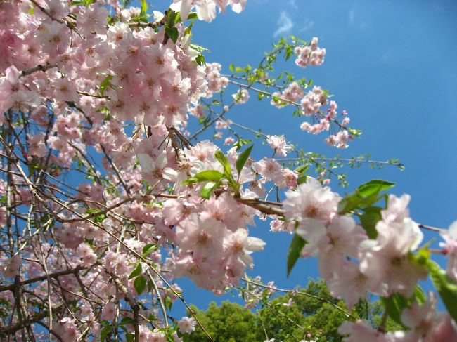 天気がよかったので市川真間川沿いの桜を見てきました。ついでに市川グルメものせています。<br /><br />★市川グルメ<br />・Ｏｐｅｎ Ｏｖｅｎ（パン＆デリ）<br />・とんかつＫａｔｕｔｏｒａ（とんかつ）<br />・あけどや（ラーメン）<br />・登竜門（坦々麺）<br />・農民カフェ（自然食カフェ）<br />・Ｃａｆｅ Ｏｒｂｉｔ（カフェ）<br />・グレイト（自然食レストラン）<br />・ミスタードーナツ（スケジュールン）