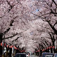 青森市内の隠れた桜の名所『桜川団地・花のトンネル』をくぐって街歩き～棟方志功，ねぶた，青函連絡船，春なのに♪津軽海峡冬景色