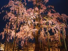 青春１８きっぷの旅　２０１７年春　桜を求めて京都へ　〈７〉　～東寺ライトアップ～