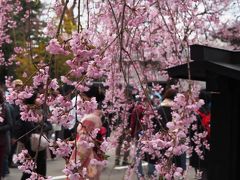 秋田/東北でよかった～桜・菜の花ロードと千秋公園と角館で桜を愛でよう～＠ドーミーイン秋田(2017年4月)
