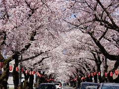 青森市内の隠れた桜の名所『桜川団地・花のトンネル』をくぐって街歩き～棟方志功，ねぶた，青函連絡船，春なのに♪津軽海峡冬景色