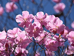 蕨山 春の花旅　アカヤシオ・ツツジ・スミレを愛でに