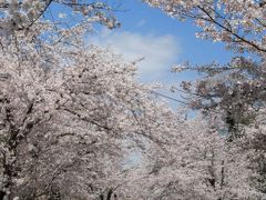 長瀞桜並木　満開の桜を満喫　通り抜けの桜はまだまだつぼみだったけど…