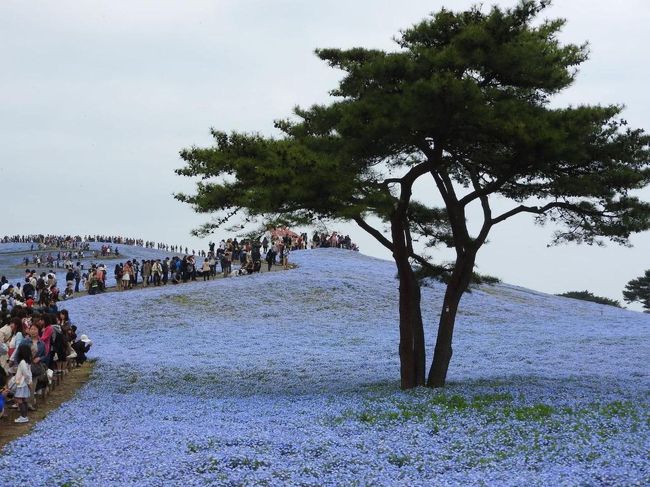 春ですね！<br /><br />去年から気になっていた、ひたち海浜公園のネモフィラとあしかがフラワーパークの大藤が見たくてはとバスのツアーに参加しちゃいました！<br /><br />毎年捨ててる有給ですからね、たまには使わないと(笑)<br /><br />カメラ片手にのんびりバスツアーです!