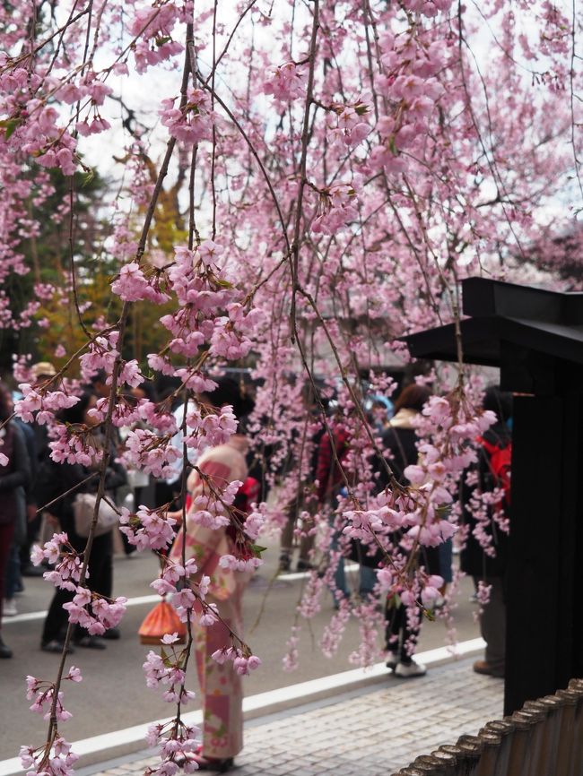 2017年の関東地方の桜はやや遅く開花。<br />しかも残念な事に見頃の時期の週末は雨ばかり。<br /><br />縦に長い日本列島。<br />関東の桜は終わっても少し時期をずらせば東北で桜が楽しめるはず。<br /><br />そう思って早々にGetした無料航空券の行き先は秋田。<br />こちらも桜の名所の弘前と悩んだのですが、生きている間に一度は観てみたい角館の桜の共演。<br />しかも、秋田には美味しい酒も待っているし、秋田犬もどっかにいるはず。<br /><br />過去の開花時期を調べると凸凹はあるものの、ここ数年は20日前後が満開。<br />行くしかないでしょ！<br /><br />そして無料航空券を握りしめ向かった秋田。<br /><br />今年は関東も遅かったけど、東北の桜も遅れているようで・・・・<br />秋田市内の千秋公園は7-8分咲。<br />そしてメインの角館は一部だけしだれ桜が我々を迎えてくれましたが、多くの所は1-2分咲き。<br />桜には少々早かったけど、秋田の美味しいお料理と美味しいお酒がたっぷり頂けて大満足な週末旅でした。週末旅が東北でよかった。<br /><br />次回は桜の予想をバッチリ当てて満開の桜を愛でに行きたいと思います。<br /><br /><br />☆旅行形態：個人旅行<br />☆交通機関：JAL<br />☆ホテル　：ドーミーイン秋田<br />☆お世話になったWeb<br />〇角館観光協会　http://kakunodate-kanko.jp/<br />〇JAL https://www.jal.co.jp/<br />☆カメラ　オリンパスPEN<br />（上記のリンクは手配当時のものです）