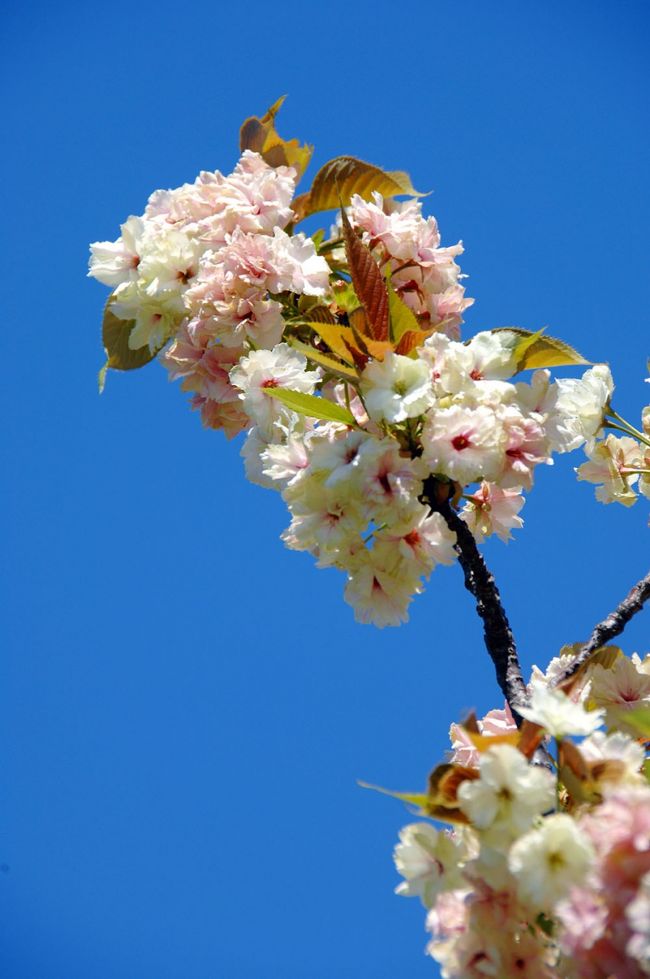 今日のぼたん桜風情は、この時（↓）訪問した場所のリベンジ盤です。<br />http://4travel.jp/travelogue/11234702<br /><br />八幡桜風情最終章、一昨日出掛けた大谷川上流に有る藤棚の散策道ですが、今日は真っ青な空の下の訪問です。<br /><br />調べて判った黄色い桜「鬱金桜（うこんさくら）」は、かなり珍しい品種のようなのですが、ここには十本以上植えられています。<br />赤いぼたん桜（普賢象（ふげんぞう）も、たった2日経過しただけなのに前よりもモコモコでしたし、草原に咲くオオアマナも、数が倍以上になっていました♪