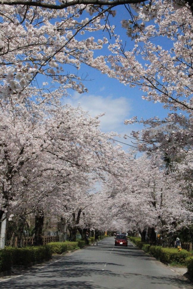 雨や強風の日があったりで、桜の花もすっかり見頃を過ぎてしまった<br />でも、もう一度さくらの花を見たい！<br />秩父の長瀞あたりならまだきれいに咲いてるかも？<br /><br />というわけで、通勤時間帯の終わった９時少し前、いつものように一人で車に乗り込む<br />高速は苦手なので下道で約１時間半、満開のさくらが咲く長瀞に到着！<br /><br />最初に見つけた駐車場に車を止め、さあお花見開始♪<br />青空と穏やかな日差しのもと、のんびりさくらを満喫<br />ついでだから宝登山にも行っちゃえ！<br />「通り抜けの桜」はまだ堅いつぼみだったけど、例年４月下旬頃までが見頃なので仕方ないね<br /><br />帰りに吉見町のさくら堤公園に寄り道<br />散り始めた桜と菜の花がとってもきれいだった