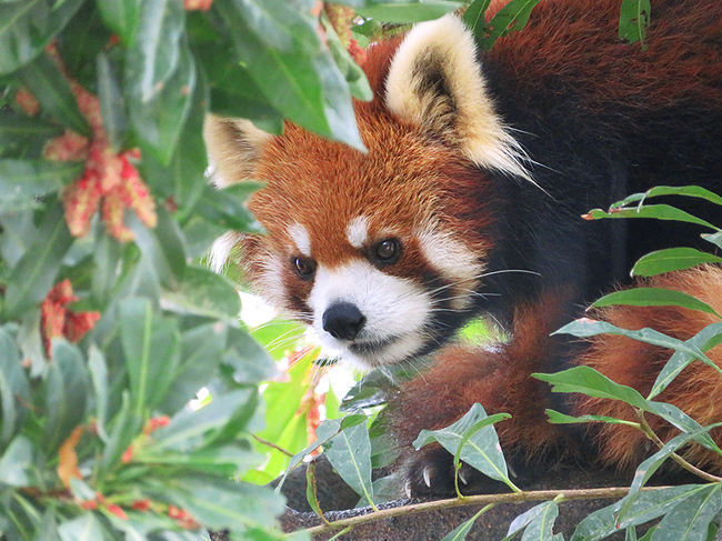 外れてほしい予報がキッチリあたって、朝から雨模様。<br />本日の予定は動物園…どうしたものか。福岡市内観光に変更すべきか迷うが<br />乗り換えの鳥栖駅で決める事にして、とりあえず出発。<br />すると雨があがってきたので、予定どおり決行。<br /><br />で、大牟田につく手前頃からまた降り出しちゃった。う～ん。<br />まあ、今更引き返すのもね～って事で、初雨の動物園訪問記です。<br /><br />　<br />動物園は本園がありますので、<br />動物好きな方は、そちらに遊びにきてくださいね。<br /><br />鳴ぐごはいねが<br />http://iiyudanya.asablo.jp/blog/