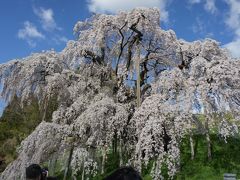 日本三代桜　三春の滝桜を見に行きたくて