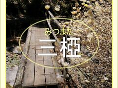 Solitary Journey［1896］和紙の原料である三椏の薄黄色い花が谷いっぱいに広がっていた♪＜虫居谷のミツマタ群落＞広島県向原町