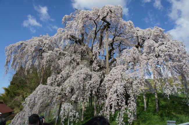 毎年この時期になると、桜を見に行きたくなって。<br />近所の公園の桜も満開だと喜んでいたら、<br />あっと言う間に葉桜に。<br />今年は絶対に綺麗な桜を見たい。<br /><br />ブツブツ言っていたら、<br />プリウスに乗ってみたいから<br />レンタルしていいならと長男が。<br />日曜日だから、混んでいそうだけど、<br />グズグズしていると見れなくなってしまう。<br />パパを説得して、行くぞ三春の桜に。<br /><br /><br />