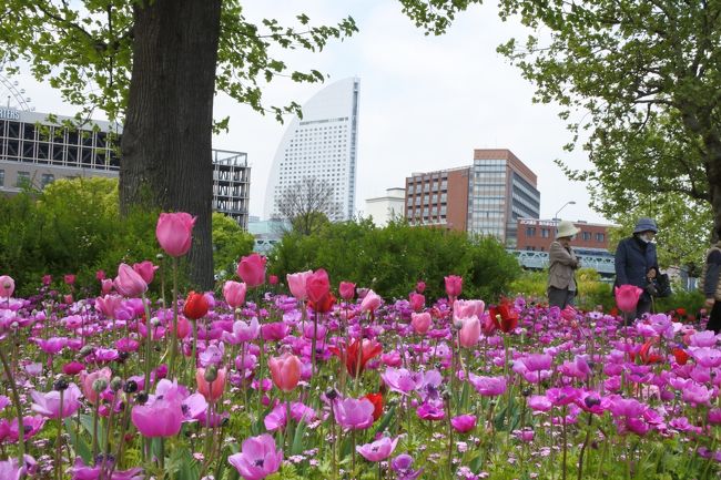 横浜中心部をぶらぶら散歩してきました。丁度、花フェスティバルを開催中でお花に囲まれていました。<br />桜木町から港を周り赤レンガ倉庫、大桟橋、山下公園、昼食は中華街の山東一号館ミシュランガイドで中華街で初めて掲載されたとのこと。ただし星ではなくコストパフォーマンスが高いとのことです。<br />元町で買い物、港の見える公園に登り、きれいなお花と景色を堪能、のんびりしました。<br />バスで桜木町へ戻り散歩終了、2万歩の散歩でした。<br />久しぶりに横浜のんびり散歩です。
