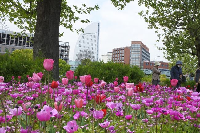 横浜中心部をぶらぶら散歩してきました。丁度、花フェスティバルを開催中でお花に囲まれていました。<br />桜木町から港を周り赤レンガ倉庫、大桟橋、山下公園、昼食は中華街の山東一号館ミシュランガイドで中華街で初めて掲載されたとのこと。ただし星ではなくコストパフォーマンスが高いとのことです。<br />元町で買い物、港の見える公園に登り、きれいなお花と景色を堪能、のんびりしました。<br />バスで桜木町へ戻り散歩終了、２万歩の散歩でした。<br />久しぶりに横浜のんびり散歩です。