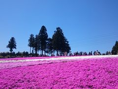 秩父の芝桜を見に行ってきました