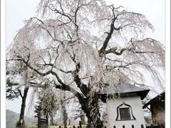 Solitary Journey ［1897］ 西中国山地も春色景色で満開♪＜八幡高原でかき揚げ蕎麦＆慈久院のしだれ桜＆長沢のしだれ桜＞広島県北広島町