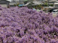 2017  泉州　熊野街道信達宿　野田藤